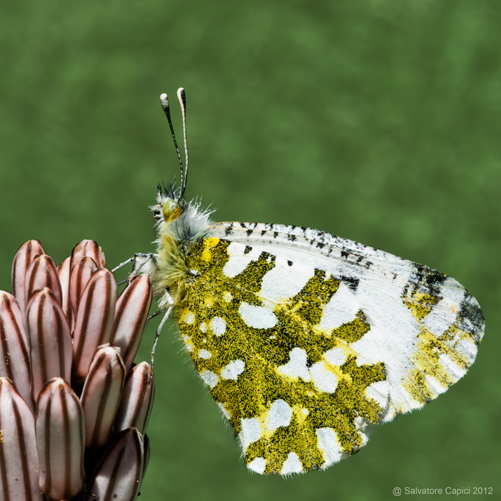 Euchloe ausonia ♂ ... ci ho ripensato